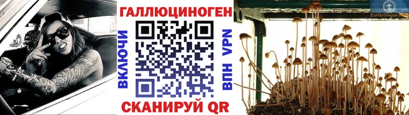 Галлюциногенные грибы Psilocybe  Мещовск 